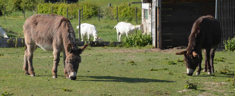 Esel auf der Weide